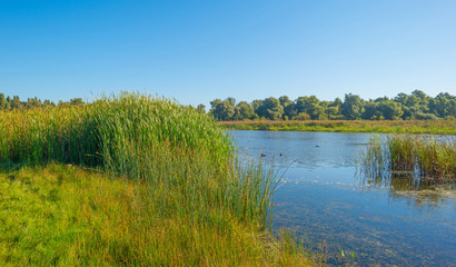 Shore of a lake in summer 