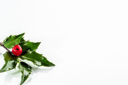 Christmas holly isolated on white background.