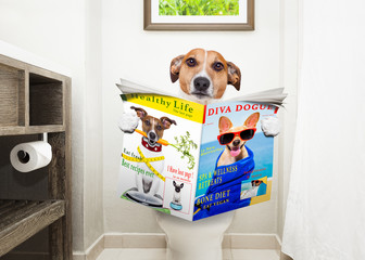 dog on toilet seat reading newspaper