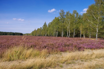 Heidelandschaft im Sp&auml;tsommer - Heath landscape with flowering Heather
