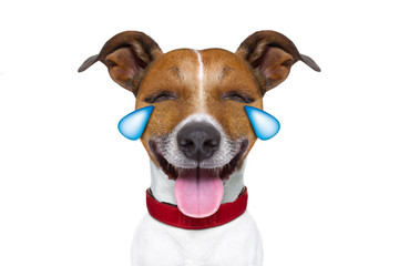 emoticon or  Emoji dumb  crying laughing dog
