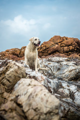 Fototapeta premium The dog on the beach stones