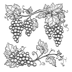Vector illustration grape branches - obrazy, fototapety, plakaty