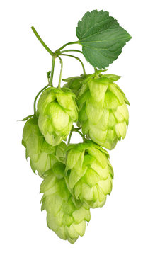 hops isolated on white background