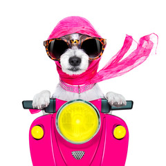 motorcycle  diva dog on summer