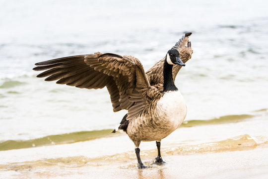 beautiful goose 