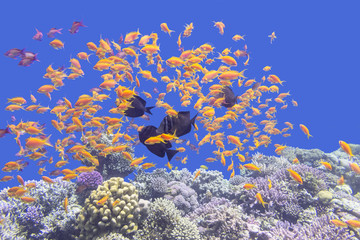 Colorful coral reef with shoal of fishes scalefin anthias 
