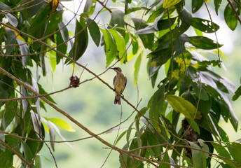 Conkouati bird, Chalcomitra fuliginosa, Congo.