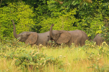 Naklejka premium Forest elephant (Loxodonta cyclotis) in Congo, Conkouati reserve.