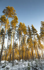 Pine forest during sunset on a winter afternoon in Finland