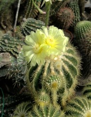 Blühender Notokaktus (Notocatus spec)