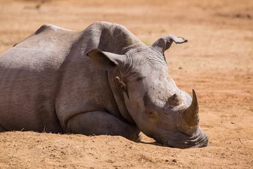 Crédence de cuisine en verre imprimé Rhinocéros Sleeping rhino  