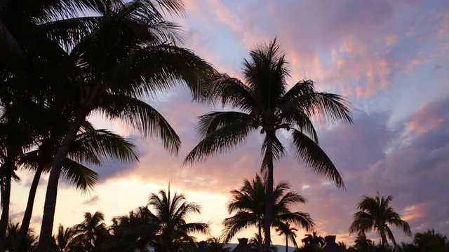 Palm trees and sunset at tropical resort