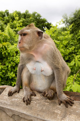 angry Long-tailed macaque, the temple of Uluwatu, Bali. Indonesia