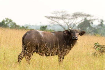 Forest buffalo Conkouati-Douli national park,  Western Africa, Congo.