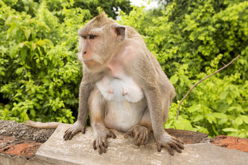 Naklejka premium angry Long-tailed macaque, the temple of Uluwatu, Bali. Indonesia