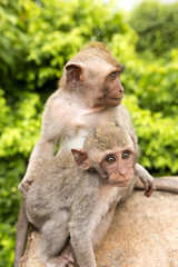 Long-tailed macaque, the temple of Uluwatu, Bali. Indonesia