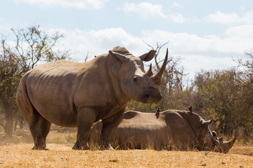 Family of African rhinos  