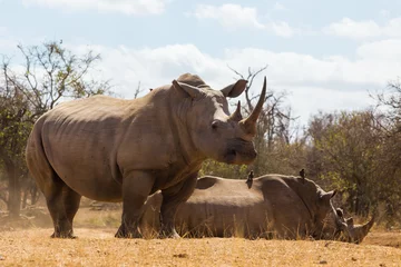 Crédence de cuisine en verre imprimé Rhinocéros Famille de rhinocéros africains