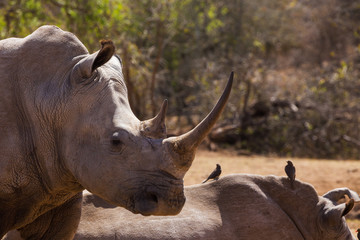 Family of African rhinos

