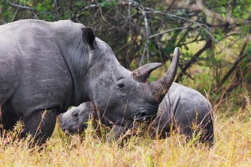 Crédence de cuisine en verre imprimé Rhinocéros Family of African rhinos  