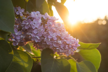 Flowers and leaves of lilac at sunset in spring
