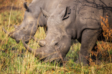 Family of African rhinos
