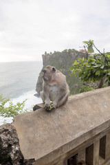 Long-tailed macaque, the temple of Uluwatu, Bali. Indonesia