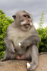 Long-tailed macaque, the temple of Uluwatu, Bali. Indonesia