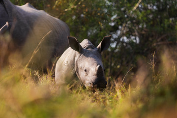 Fototapeta premium A baby rhino 