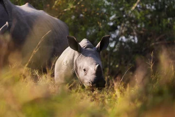 Papier Peint photo Rhinocéros Un bébé rhinocéros