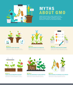Myths about GMO. Colorful vector infographic with illustrations and simple data.