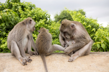 group of  Long-tailed macaque, the temple of Uluwatu, Bali. Indonesia