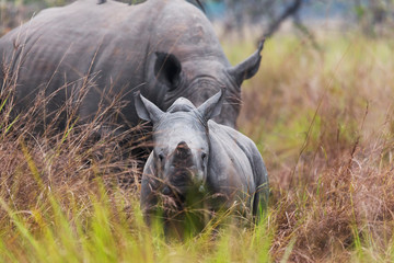 Fototapeta premium Rhino calf with mum 