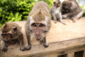 inquisitive Long-tailed macaque, the temple of Uluwatu, Bali. Indonesia