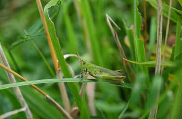 green grasshopper on plant