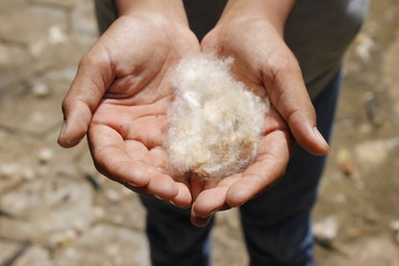 Fototapeta na wymiar show pure cotton in the palm