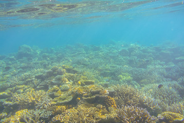 Under maldives sea; coral reef with clear water for background.