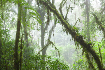 Fototapeta premium Misty rainforest in Monteverde cloud forest reserve
