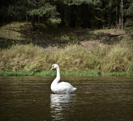 White swan on the river