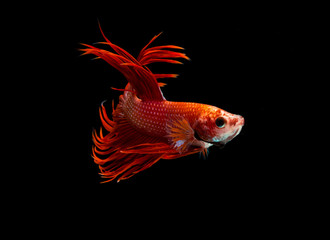 Capture the moving moment of white siamese fighting fish isolated on black background. Betta fish