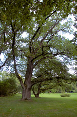 Fototapeta na wymiar Old oak