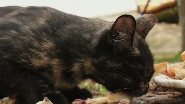 Mixed bred stray cat feeding outdoors; handheld footage, extreme close-up;