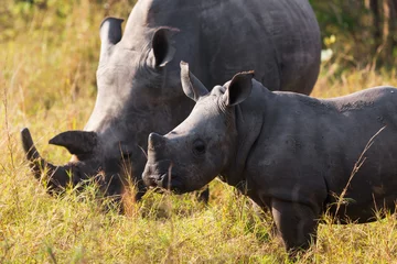 Crédence de cuisine en verre imprimé Rhinocéros Rhino calf with mum  