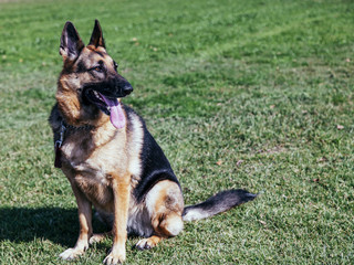 German Shepherd Portrait