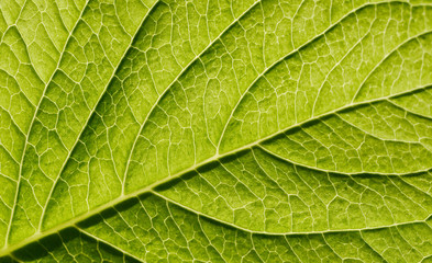 green leaf texture