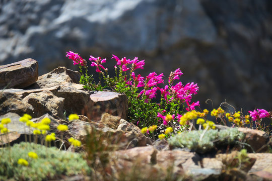 Pink Wildflowers On A Trail In Yosemite National Park