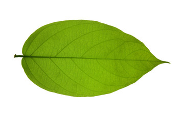 Fototapeta na wymiar leaves isolated