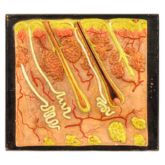 Vintage education model of human skin with hair follicles