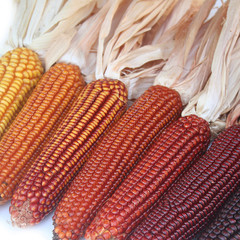 pannocchie colorate di mais su sfondo bianco